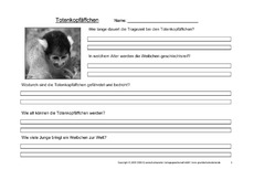 Totenkopfäffchen-Fragen-3.pdf